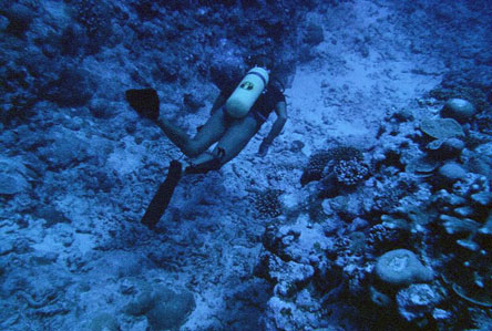 Manu'a Islands coral reefs