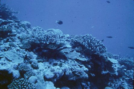 Manu'a Islands coral reefs