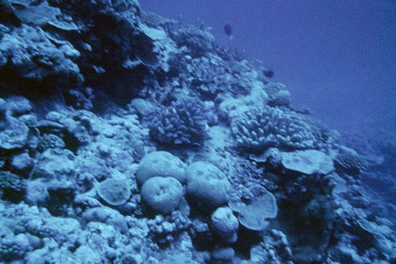 Manu'a Islands coral reefs