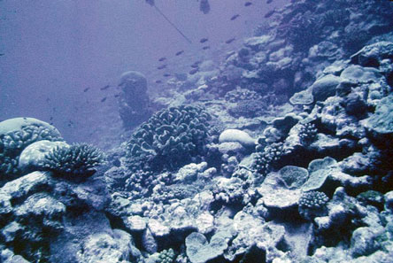 Manu'a Islands coral reefs