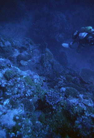 Tutuila north shore coral reef