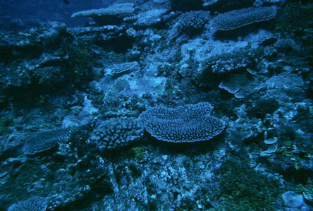 Tutuila north shore coral reef