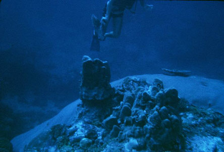 Tutuila north shore coral reef