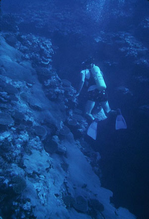 Tutuila north shore coral reef