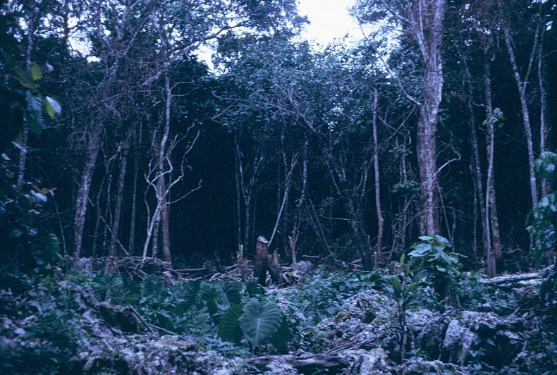 Niue1974