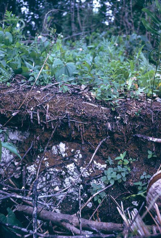 Niue1974