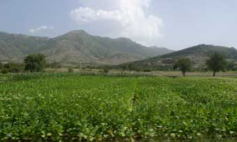 Tobacco fields