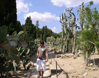 Cactus garden