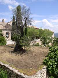 old olive tree