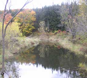 lake with trees