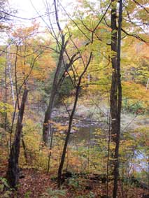 autumn trees