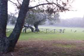 olive tree 1600 yrs old