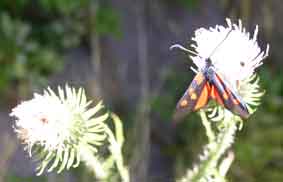 butterfly on flower