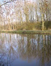 trees and canal