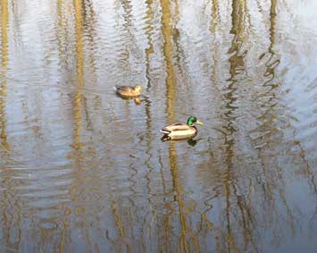 ducks