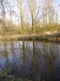 trees and canal