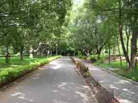 IISc gardens