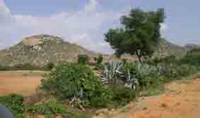 agave hedge