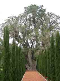 Bahji, gardens, sycamore