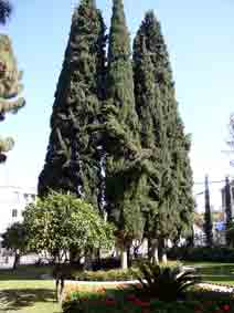 Haifa, tent trees