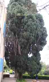 Trees