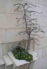 Terraces, bonsai
