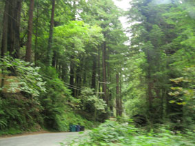 redwoods