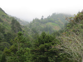 Redwood-lined valley