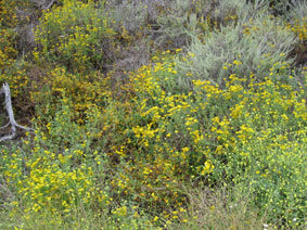 wildflowers