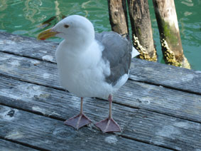 seagull