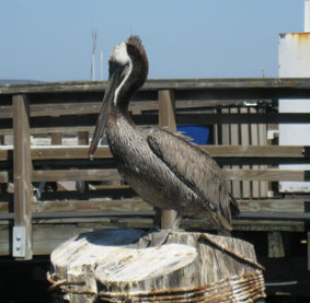 pelican