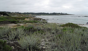 Pacific shoreline towards Cypress Point