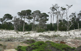 what is left of sand dunes behind the beach