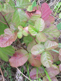 Poison oak