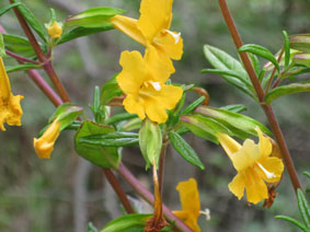 Monkey flower