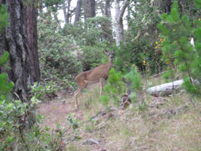 deer on trail