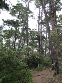Monterey pines