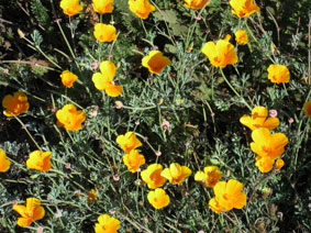 California poppies