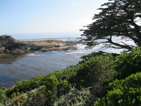 Monterey cypress