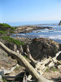 coast with cypresses