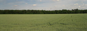 wheat field