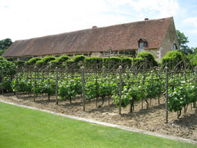 grape vines