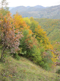 autumn colours