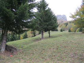 pasture with mushrooms