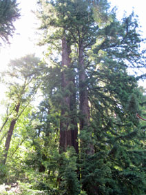 Big Sur coast redwoods