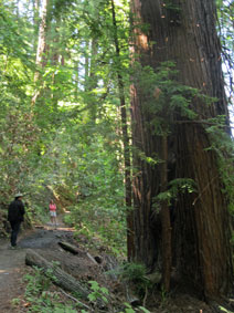 Big Sur coast redwoods