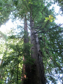 Big Sur coast redwoods