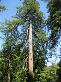 Big Sur coast redwoods