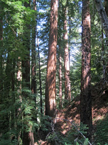 Big Sur coast redwoods