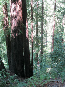 Big Sur coast redwoods